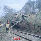 Imatge de l'arbre caigut a les vies de tren a l'Argentera.