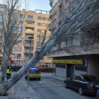 Imatge de l'arbre caigut a Valls.