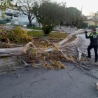 Imatge d'un arbre caigut a la Plaça Jaume I a la zona de Can Nicolau de Cunit.