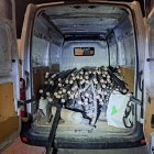 A l'interior de la furgoneta van localitzar tubs i cables de coure tallats, els quals haurien sostret a una empresa del sector de les telecomunicacions.