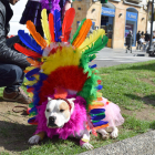 Desfilada de disfresses canines del segon concurs organitzat per l'associació Galgo112.