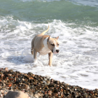 Sólo cinco municipios de Tarragona ofrecen playas para perros