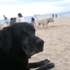 Los perros ya no pueden acceder a las playas tarraconenses