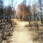 Las llamas quemaron 9,6 hectáreas de pino carrasco y matorral entre el 22 y el 24 de agosto.