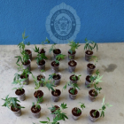 Las plantas de marihuana y las armas blancas interceptadas por la Policía Municipal del Vendrell.
