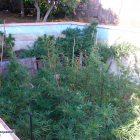 Plantación de marihuana encontrada en el interior de una piscina en desuso de una masía de Riudecanyes.
