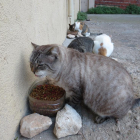 GAIA y Tarraco Gats esterilizan 61 gatos de la Parte Alta en dos años