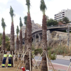 Imagen de las palmeras que han sido replantadas.