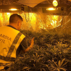 ​Comissen 221 plantes de marihuana al desmantellar una plantació a Torredembarra