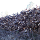Gepec porta a la Fiscalia la tala dels boscos del Parc dels Ports per part de la Generalitat