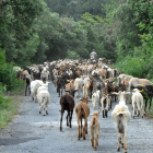 El Paratge Natural de Poblet recupera l'antic camí ramader que unia el monestir i Prades