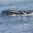 El número de avistamientos de ballenas se duplica este 2016