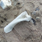 Imatge de les restes que van trobar-se dilluns a la platja de la Pineda.
