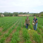 Campo de calçots y dos productores del Área de Valls.