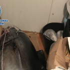 Imatge de la tonyina que van pescar els pescadors furtius.