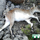Un dels exemplars de cabra salvatge mort pel caçador.