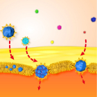 Nanopartículas de oro hidrófobas recubiertas de lípidos atravesando la membrana.