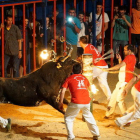 Uno de los bueyes embolados del concurso que tuvo lugar al concurso de Sant Jaume d'Enveja el pasado 25 de junio.