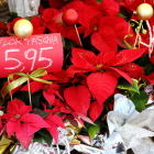El distribuidor vende la planta de Navidad a 5,95 euros.