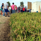 Primer plano de un campo de arroz con un grupo de agricultores siguiendo las explicaciones de las investigadoras del IRTA en la jornada de campo a la estación experimental del Ebro, en Amposta. Imagen del 31 de agosto de 2017 (horizontal)
