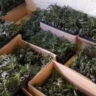 Es van interceptar més de 2000 esqueixos de marihuana transportats en capses de cartró.