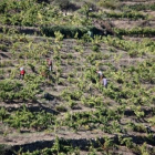 Pla general, des de lluny, de diversos treballadors veremant en unes vinyes de coster de Porrera, al Priorat, el 18 de setembre de 2015.