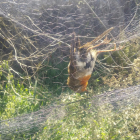 Los mossos encontraron dos petirrojos, una especie protegida, en la red.