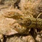 Se localiza una nueva población de cangrejo de río autóctono en la Terra Alta