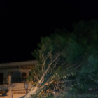 Un arbre arrencat per la força del vent a Cunit.