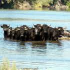 Mandada de toros en el río Ebro, en la isla de los bueyes, el pasado mes de septiembre.