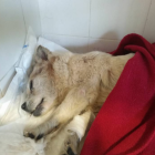 La gossa està ingressada en un veterinari. La Protectora d'Animals de Tarragona demana donacions per poder pagar les factures.
