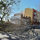 Un arbre caigut a Reus.