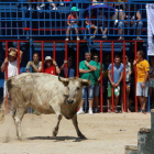 La primera vaca de l'acte taurí de Sant Jaume d'Enveja, al mig de la plaça.
