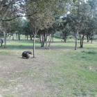 Imatge de dos porcs assilvestrats al parc de Sant Pere i Sant Pau.