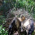 Captura de imágenes registradas por la cámara web instalada en el nido de una pareja de águila calzada en el parque natural de los Puertos. Imagen del 7 de abril de 2017