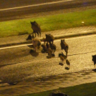 Imatge d'arxiu d'un grup de senglars creuant per un nucli urbà.