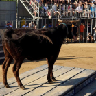 Imatge d'arxiu d'un bou damunt una tarima.