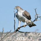 El águila perdicera es una de las aves rapaces más amenazadas de Europa.
