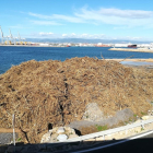 Tones de canyes i arbres recuperats del mar per l'Autoritat Portuària, a la zona del Far de la Banya.