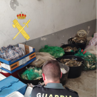 Imagen de los cangrejos azules intervenidos por la Guardia Civil