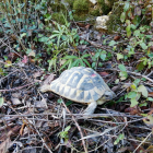 Una de les tortugues mediterrànies alliberades.