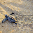 Imatge d'una tortuga careta al litoral tarragoní.