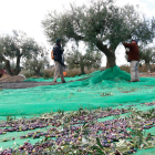 Uns pagesos plegant olives, en un camp d'oliveres de la Selva del Camp, dins la DOP Siurana.
