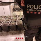 Un agent dels Mossos custodia una de les plantacions de marihuana.