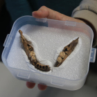 Detall de la mandíbula humana trobada al jaciment del Molí del Salt de Vimbodí.