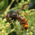 Imatge d'una vespa asiàtica.