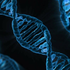Las mutaciones de determinados nada en el ADN humano provoca infertilidad.