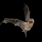 Imagen de un murciélago Miniopterus schreibersii.