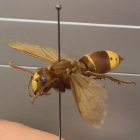 Detall d'un dels exemplars de vespa oriental obrera que s'han trobat.