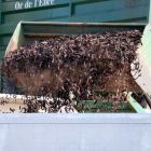 Imatge d'arxiu d'un tractor abocant garrofes a la cisterna d'un camió a Tortosa.